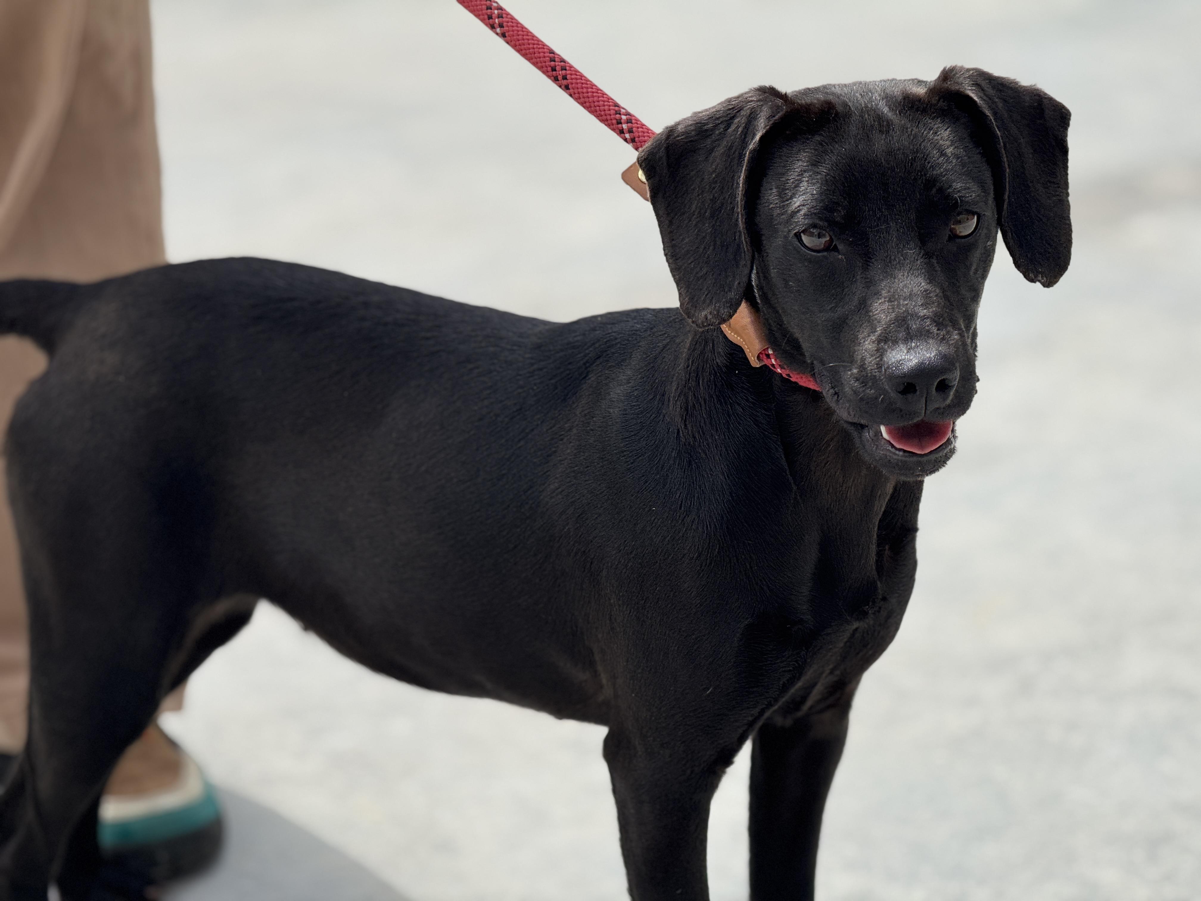 Enlarge Zuri, a ADOPTABLE mixed breed in Richmond, VA image 6/6