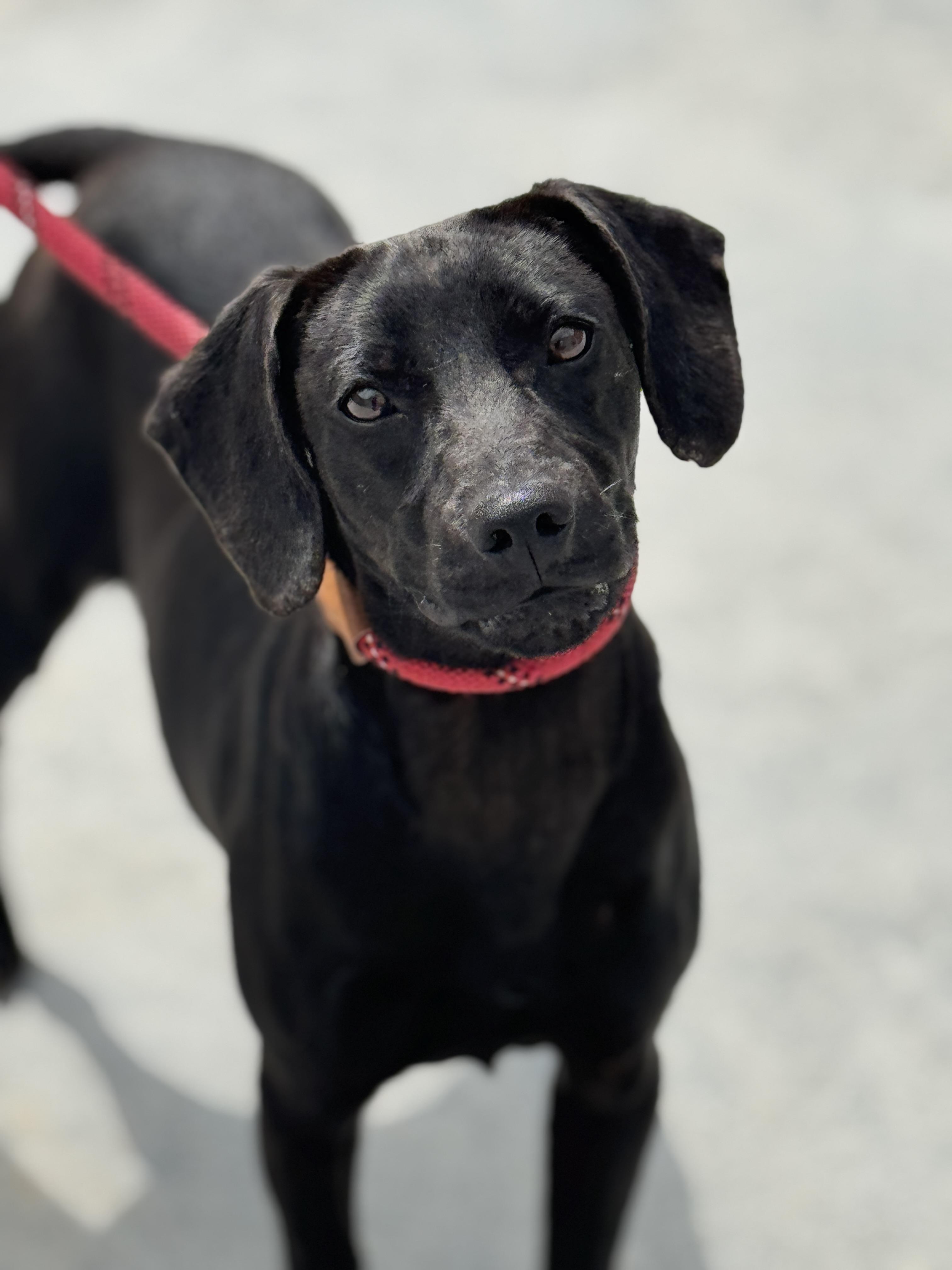 Zuri, ADOPTABLE, Young Female Terrier.