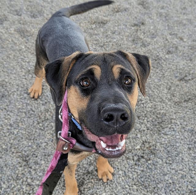 BEAU — thumbnail 2