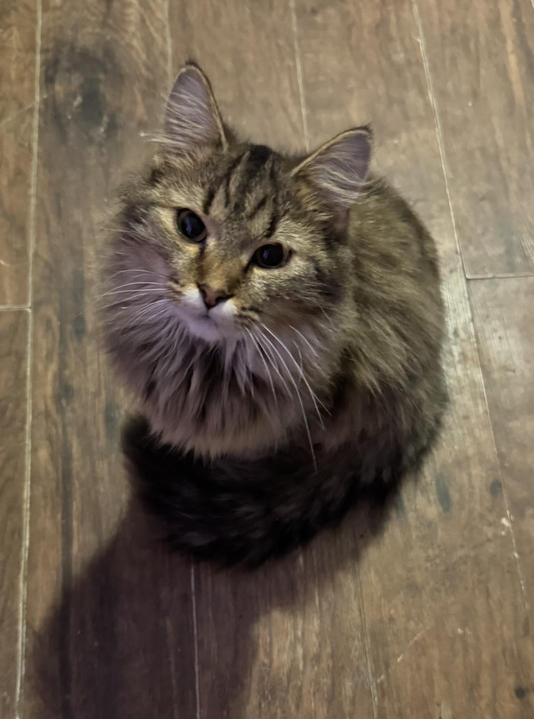 Brownie, Adoptable, Young Female Domestic Long Hair.