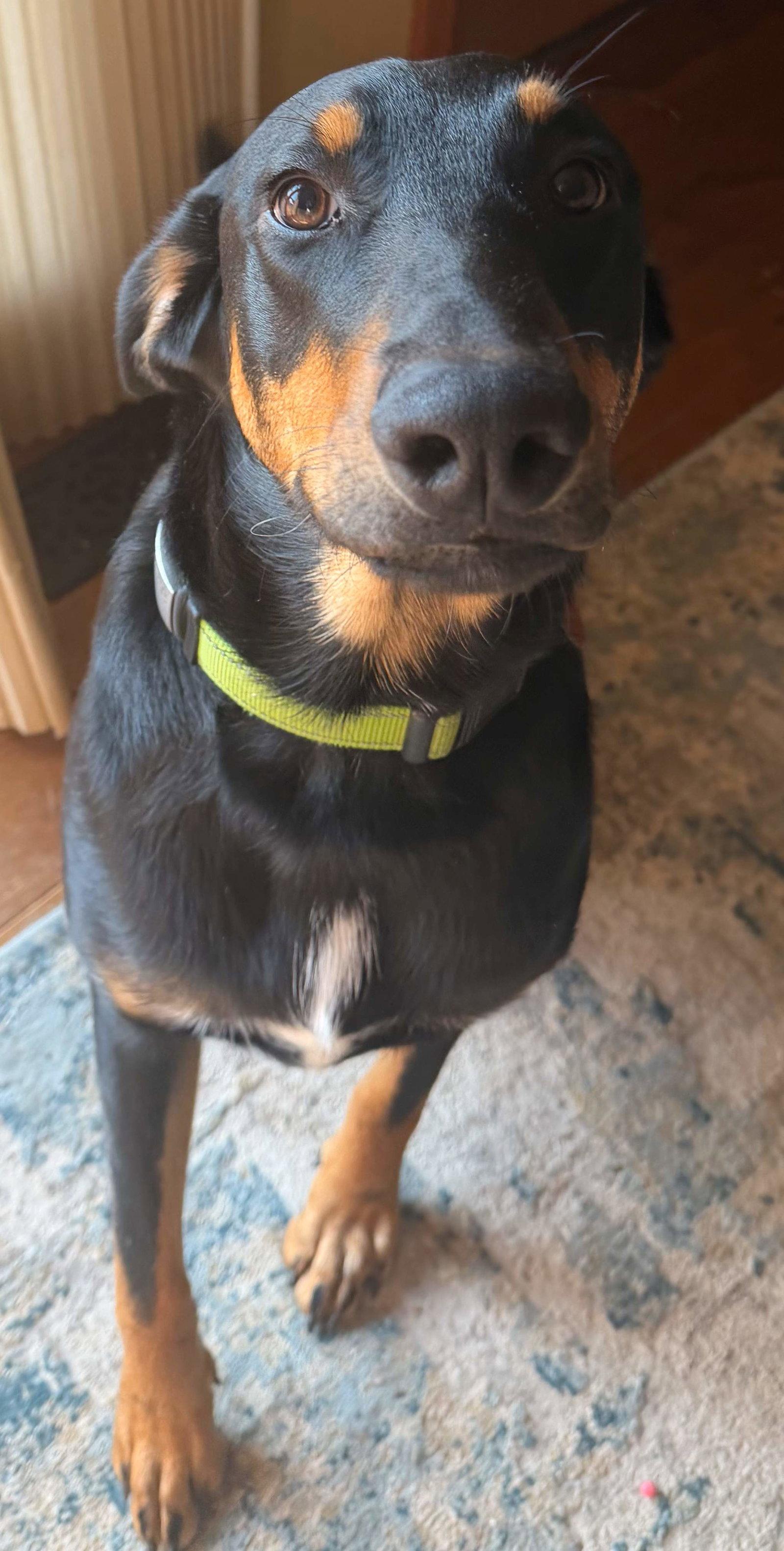 Boone, Adoptable, Young Male Doberman Pinscher & Hound.