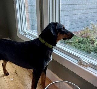 Enlarge Boone, a Adoptable mixed breed in Columbus, IN image 2/3