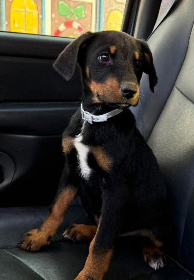 Enlarge Boone, a Adoptable mixed breed in Columbus, IN image 3/3