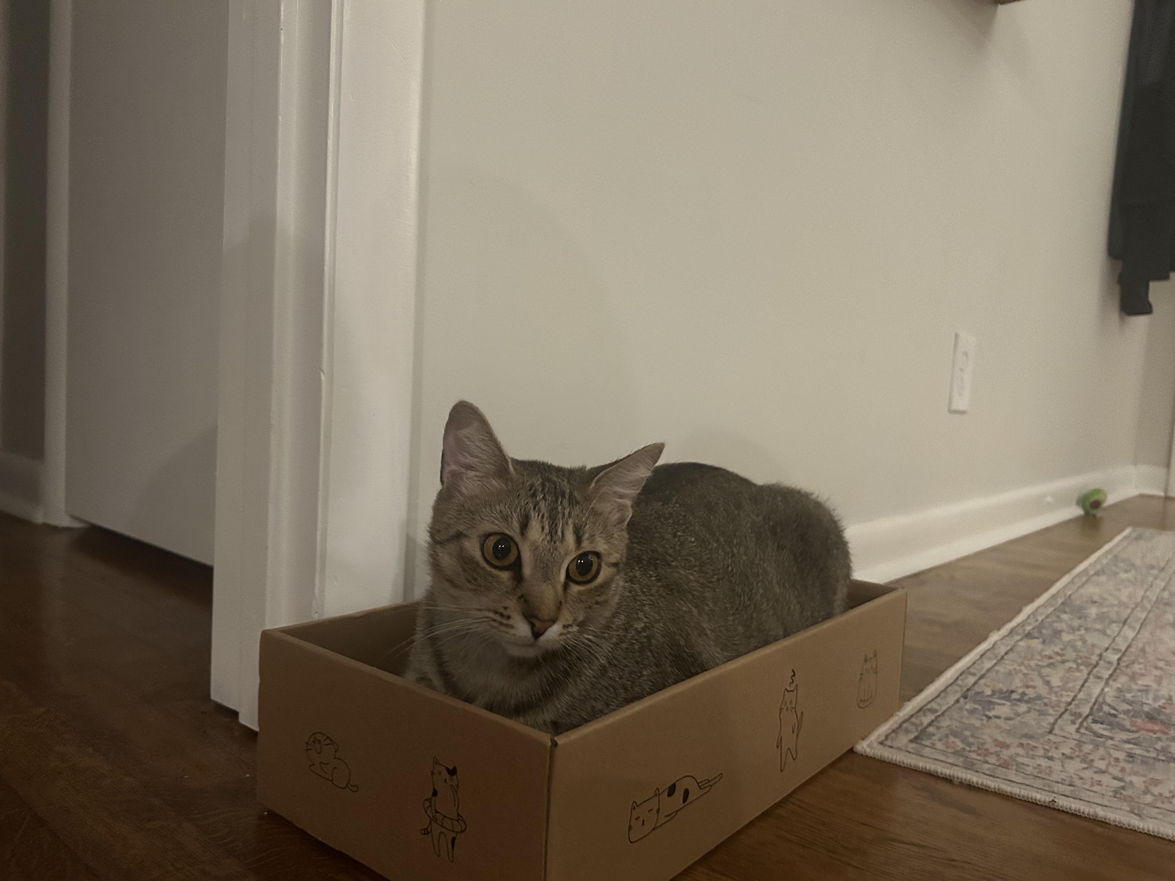 Enlarge Hoppy, a Adoptable Domestic Short Hair in Nashville, TN image 2/4