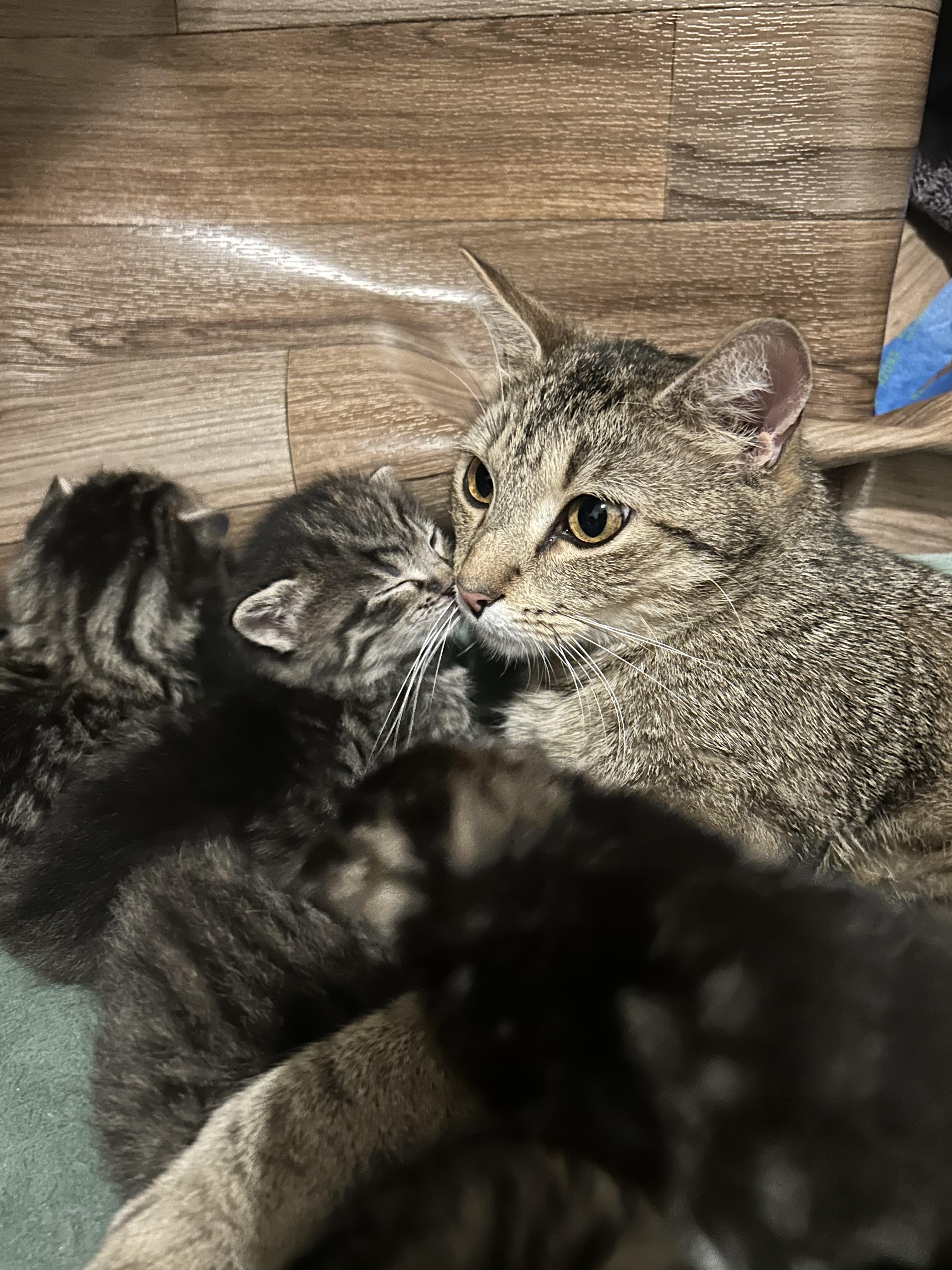 Enlarge Hoppy, a Adoptable Domestic Short Hair in Nashville, TN image 4/4