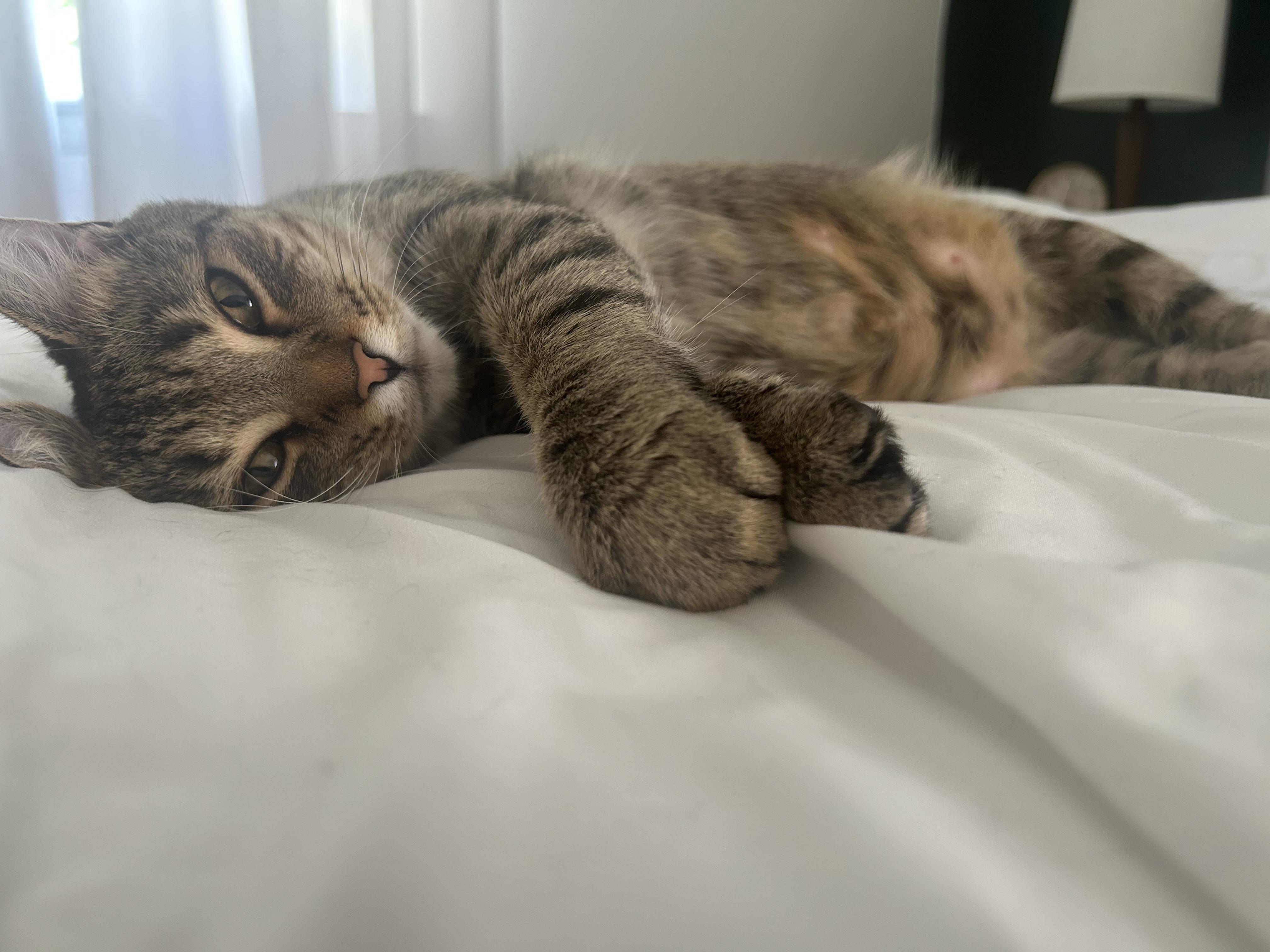 Enlarge Hoppy, a Adoptable Domestic Short Hair in Nashville, TN image 3/4