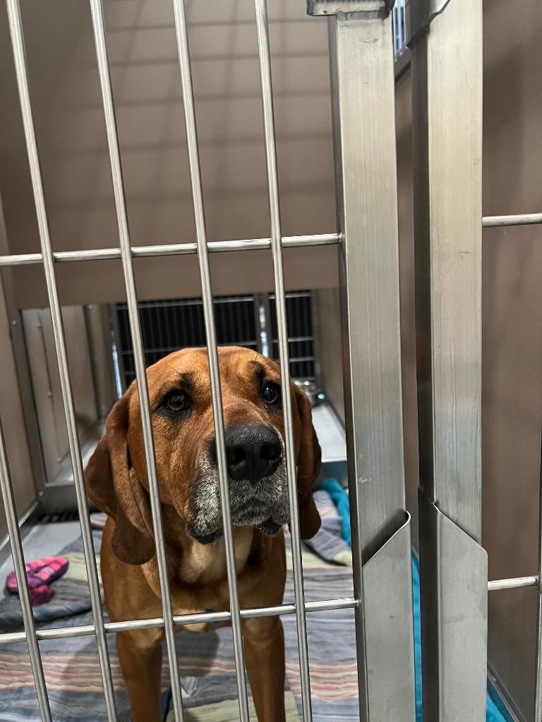 Enlarge Rohan, a Adoptable mixed breed in Ashland, WI image 2/6