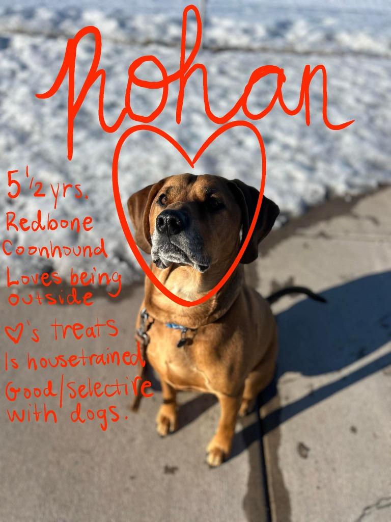 Enlarge Rohan, a Adoptable mixed breed in Ashland, WI image 4/6