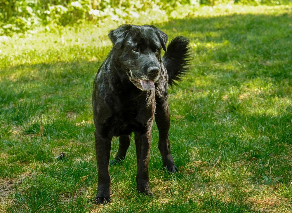 Hunter, a Adoptable mixed breed in Brick, NJ image 3/3