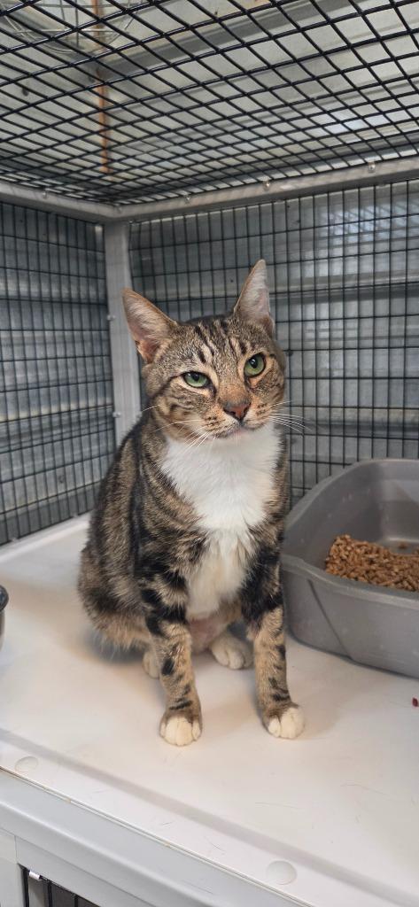 Beefy, a Adoptable mixed breed in Shelbyville, TN image 1/4