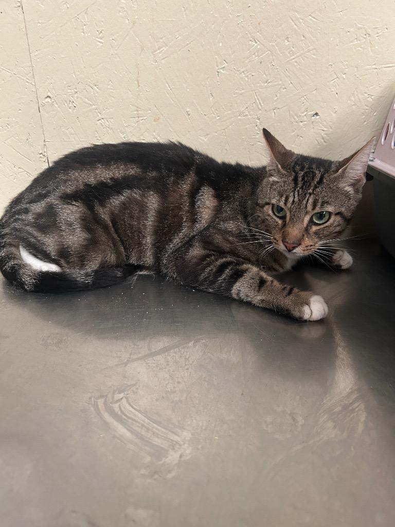 Beefy, Adoptable, Adult Male Domestic Medium Hair.