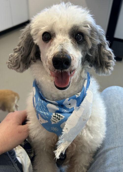 Baby Bear, ADOPTABLE, Senior Male Standard Poodle.