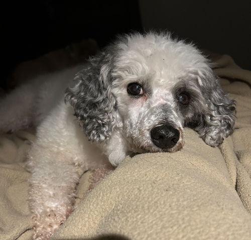 Enlarge Baby Bear, a ADOPTABLE Standard Poodle in Mount Royal, NJ image 2/2