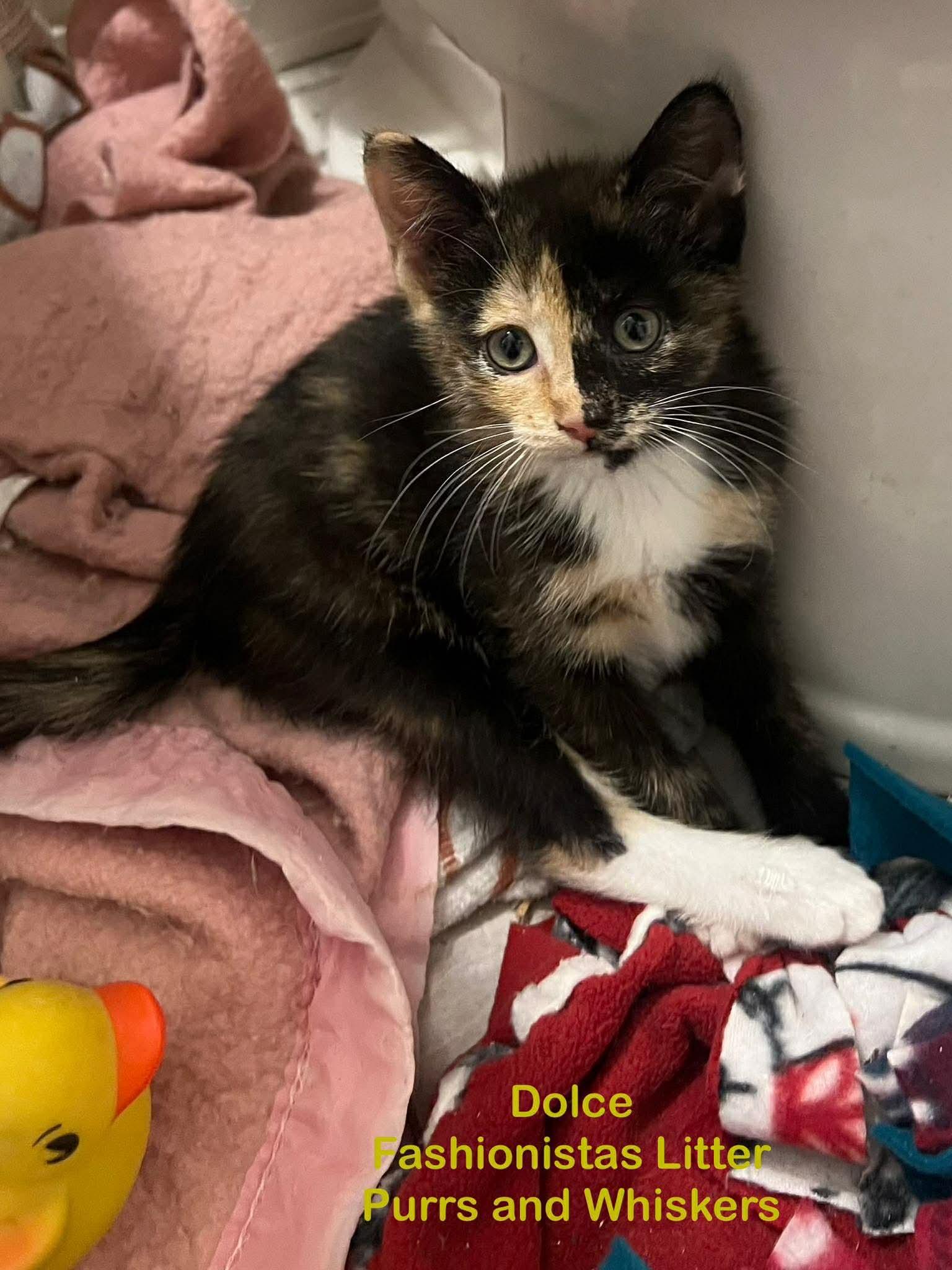 Dolce, Adoptable, Kitten Female Domestic Short Hair.