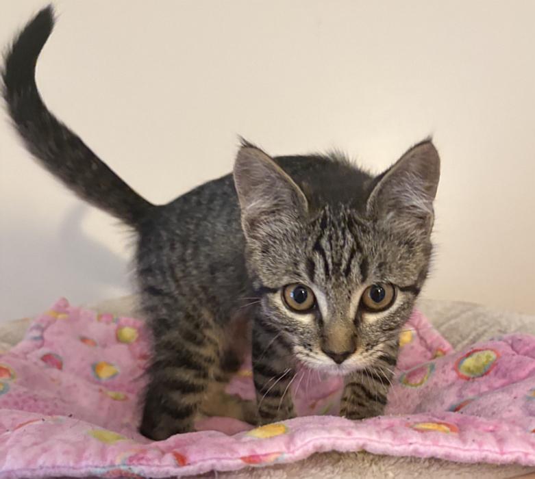 OLY, an adopted mixed breed in Sequim, WA image 3/3