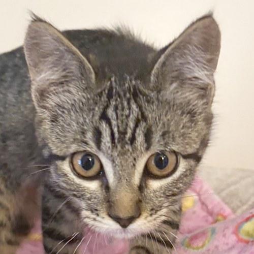 OLY, adopted, Kitten Male Domestic Short Hair.