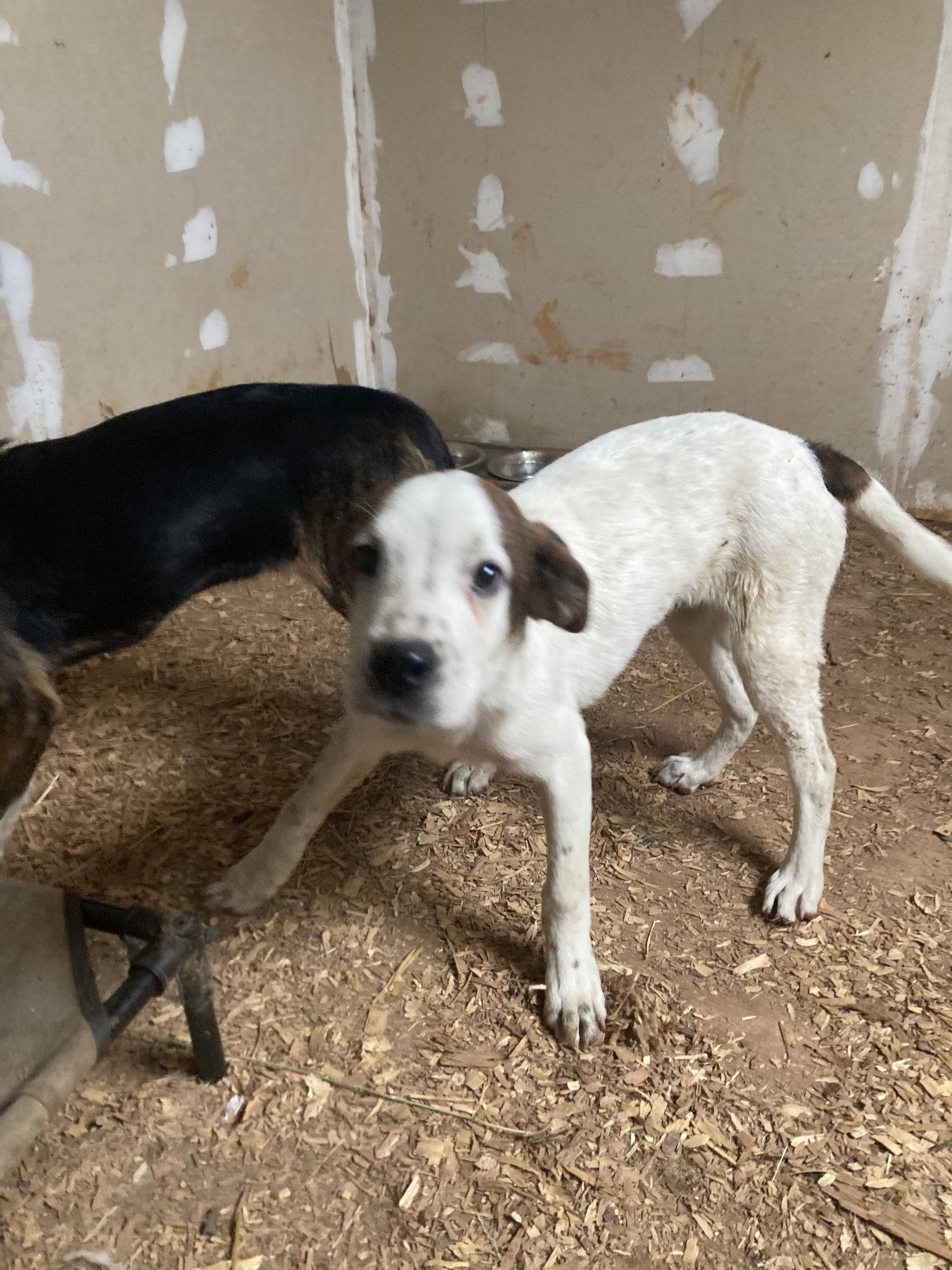 Bindi, Adoptable, Young Male Hound.