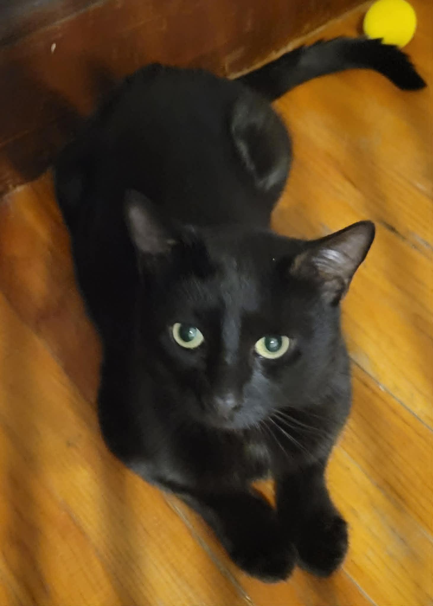 Onyx, a ADOPTABLE Domestic Short Hair in Roslindale, MA image 4/4
