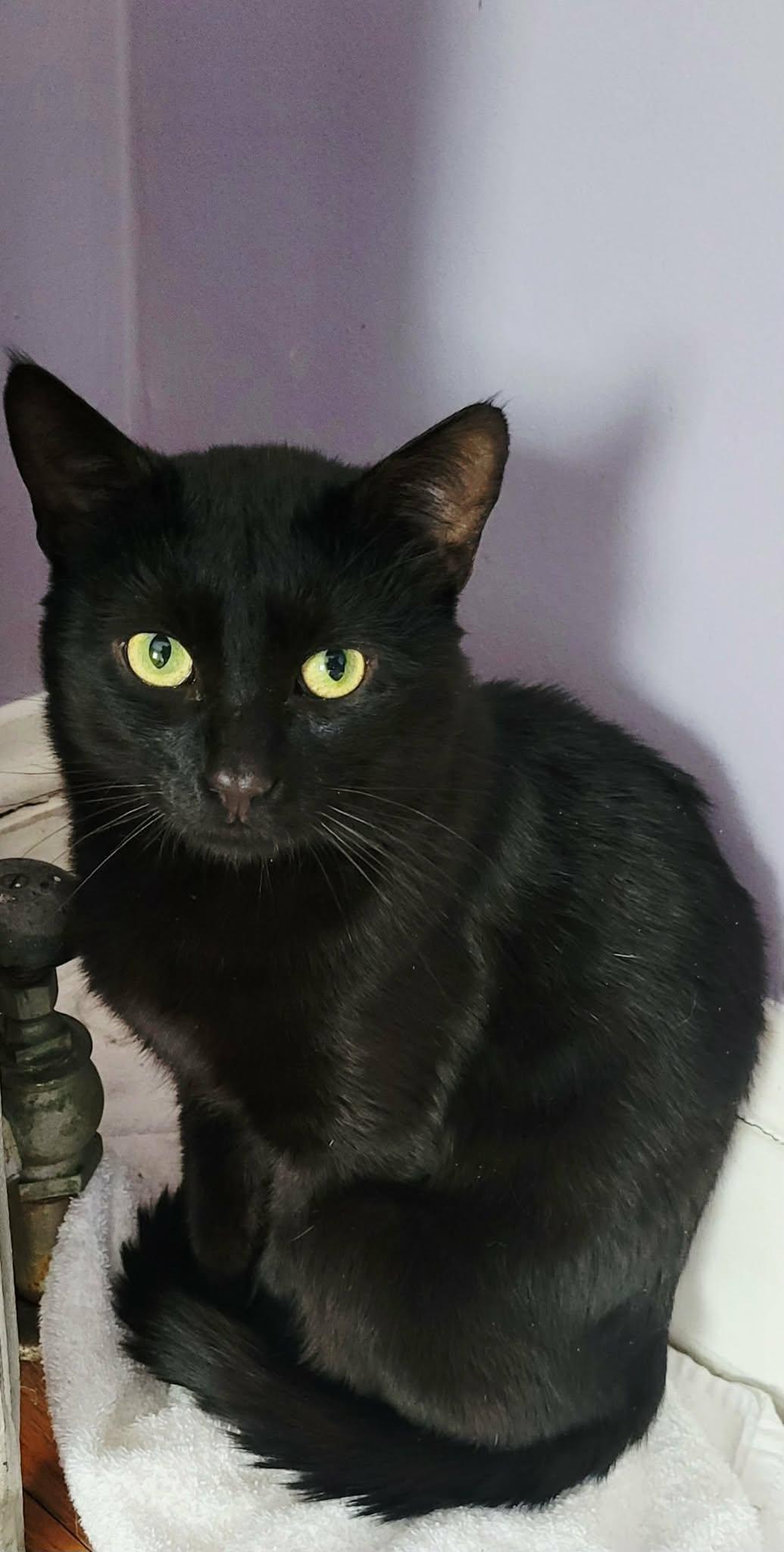 Onyx, a ADOPTABLE Domestic Short Hair in Roslindale, MA image 2/4