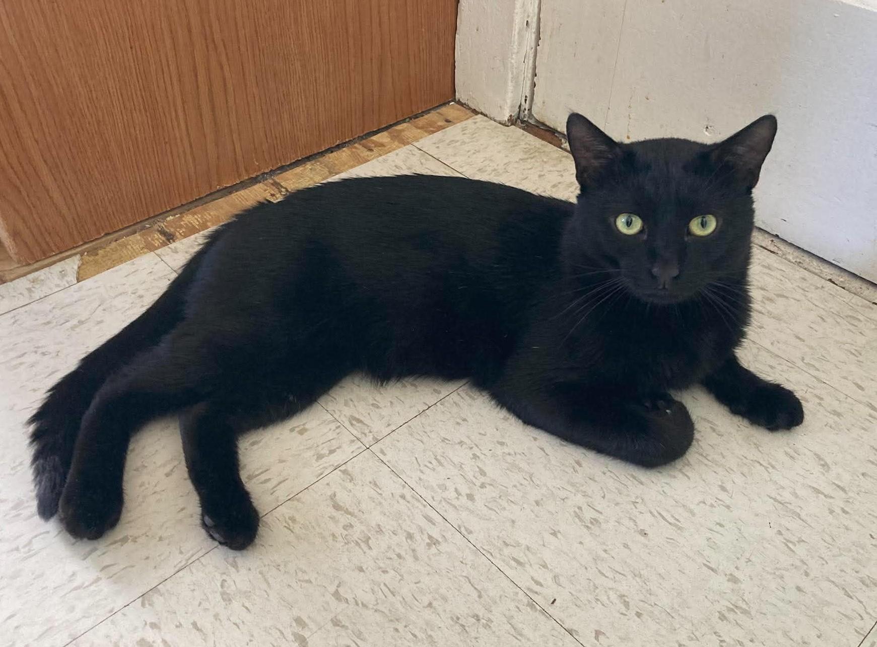 Onyx, ADOPTABLE, Adult Male Domestic Short Hair.