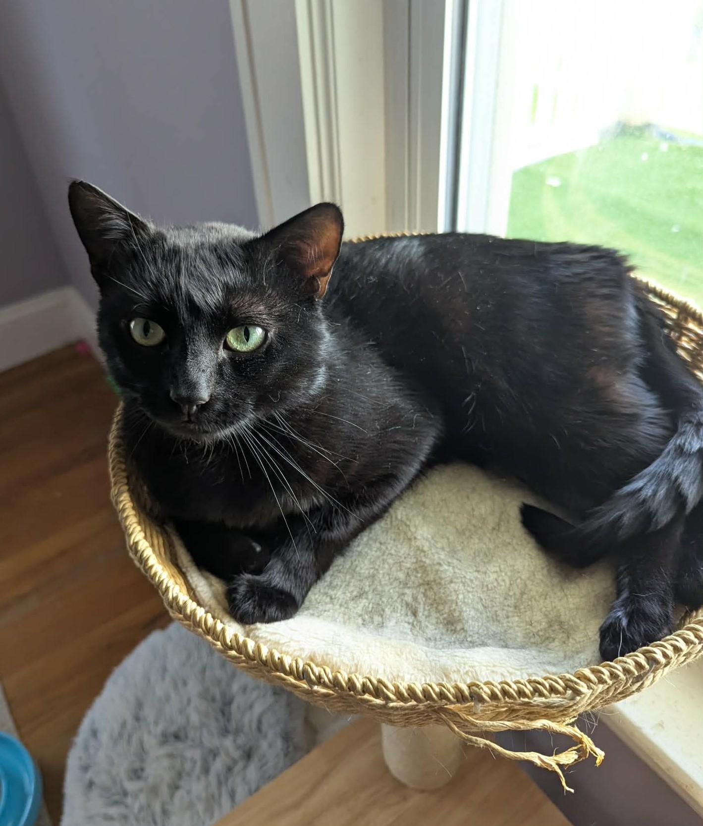Onyx, a ADOPTABLE Domestic Short Hair in Roslindale, MA image 3/4