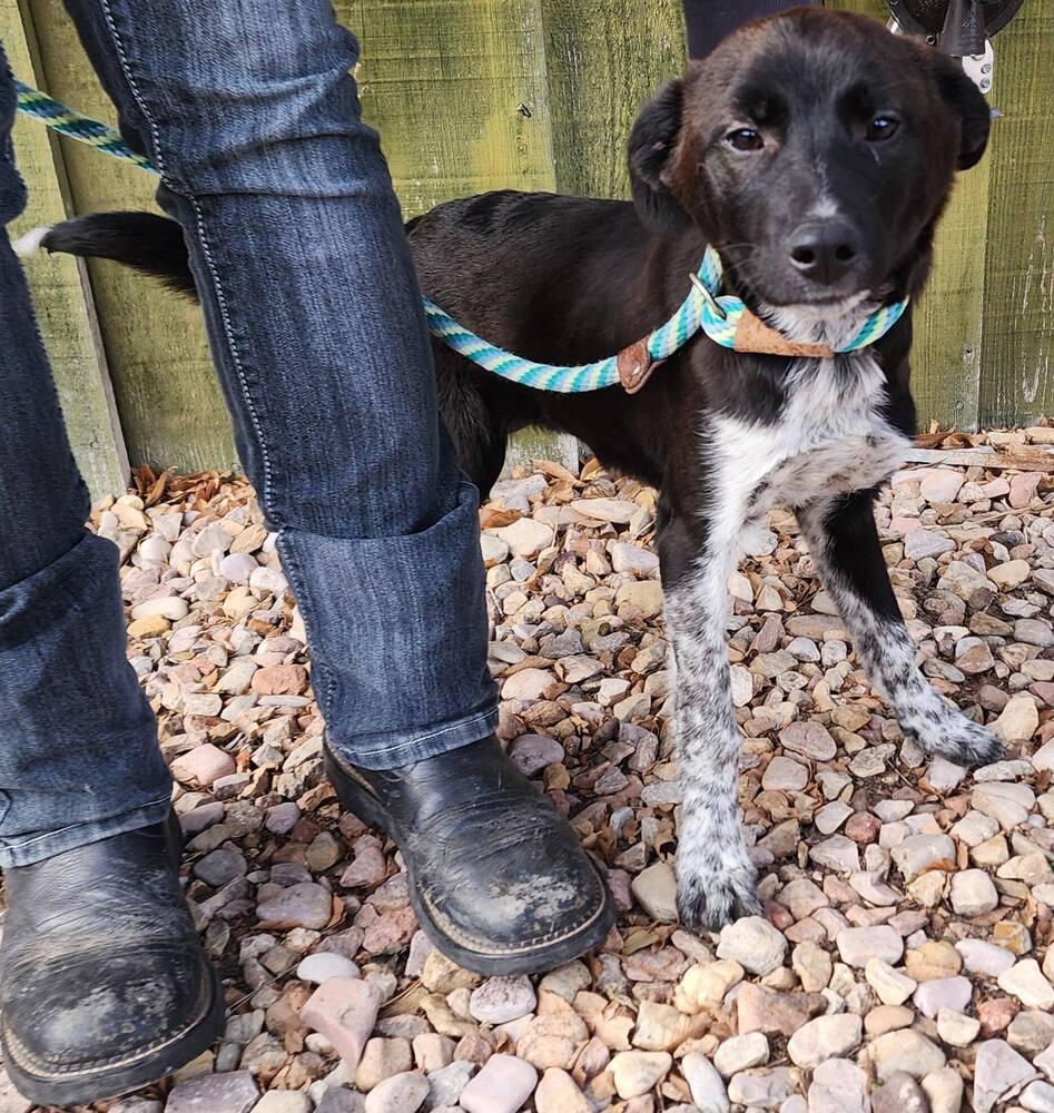 Toulouse, Adoptable, Young Male Border Collie & Labrador Retriever.