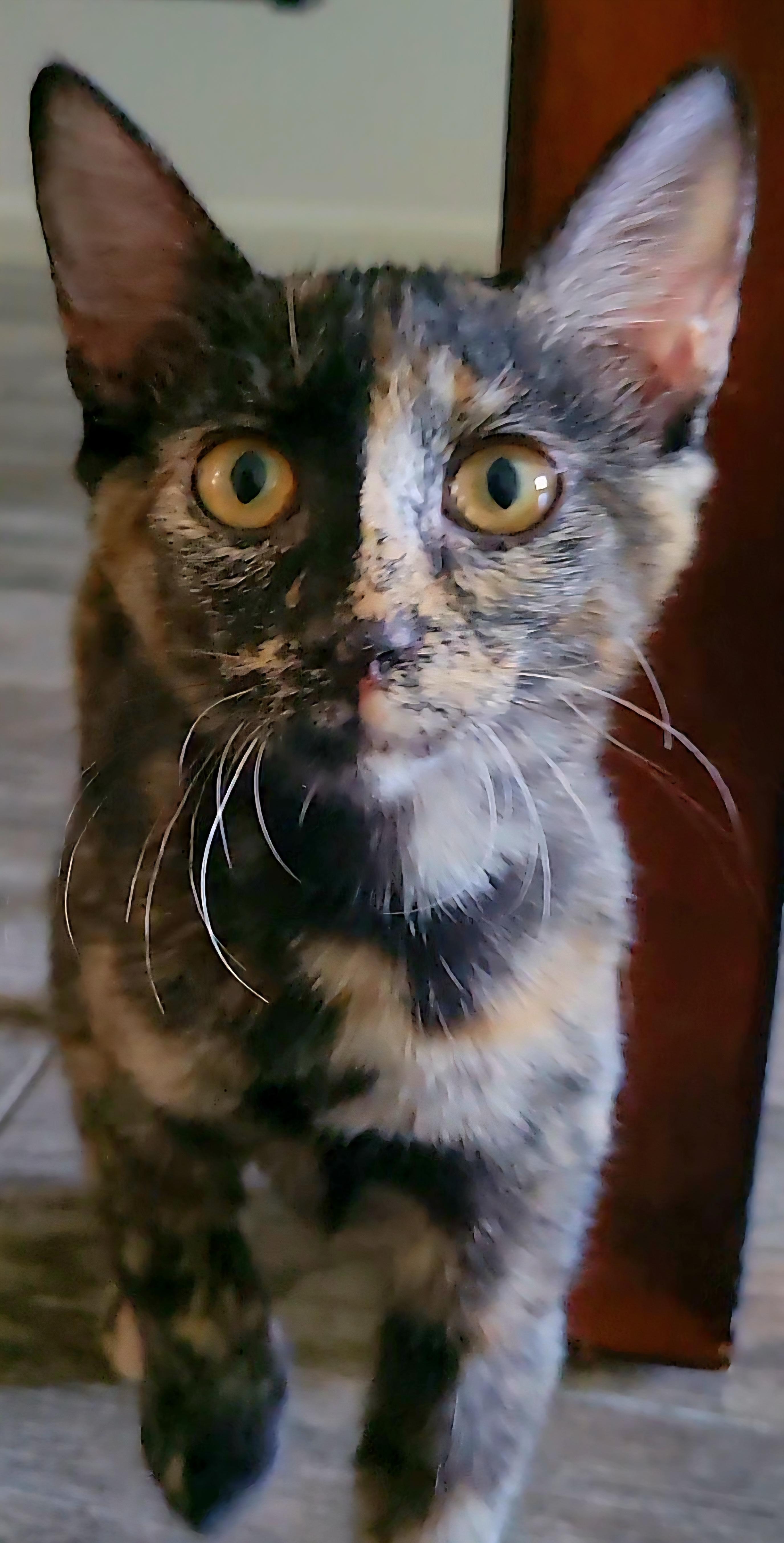 Enlarge Nebula, a Adoptable Tortoiseshell in Scottsdale, AZ image 1/4