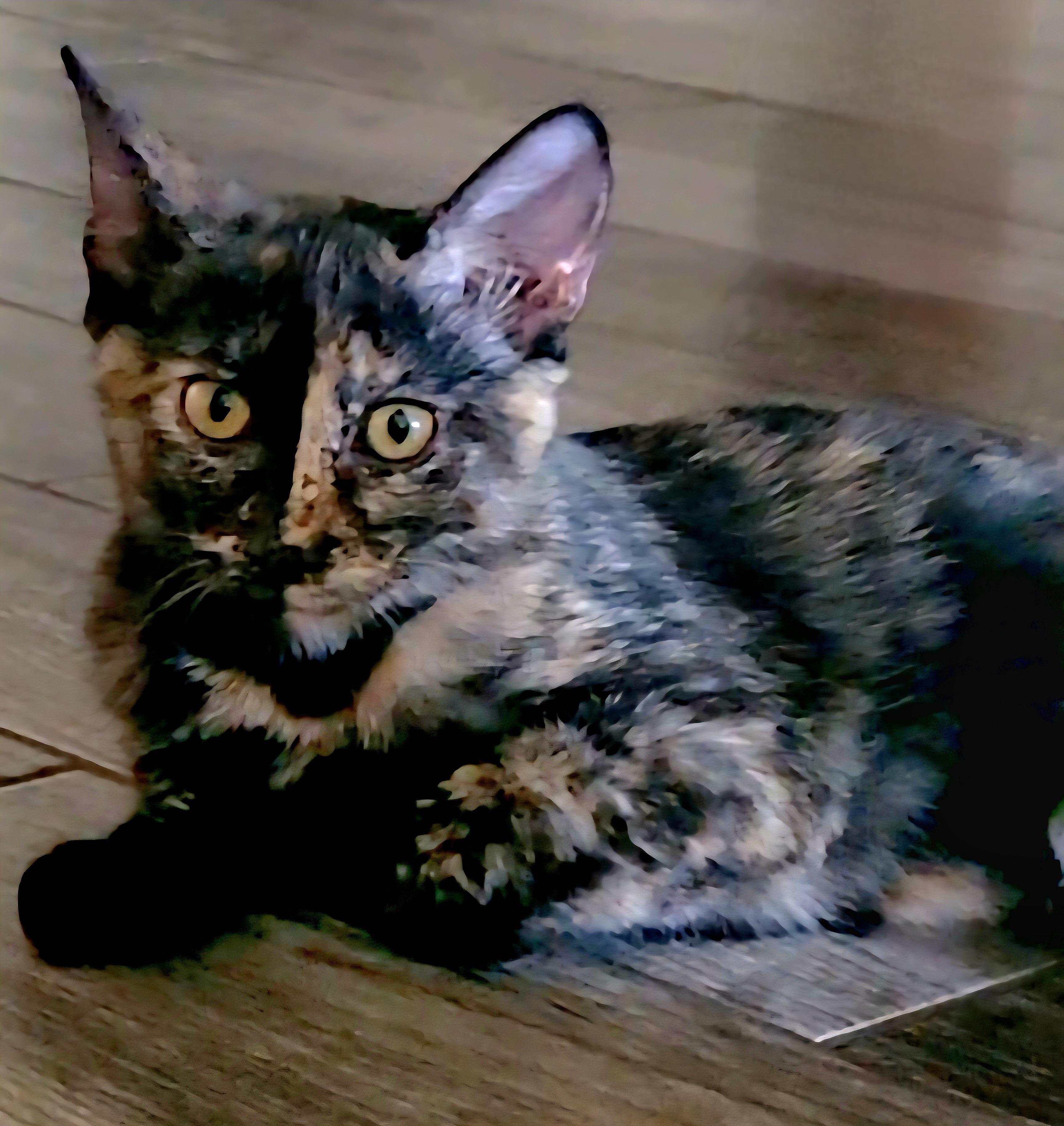 Enlarge Nebula, a Adoptable Tortoiseshell in Scottsdale, AZ image 2/4