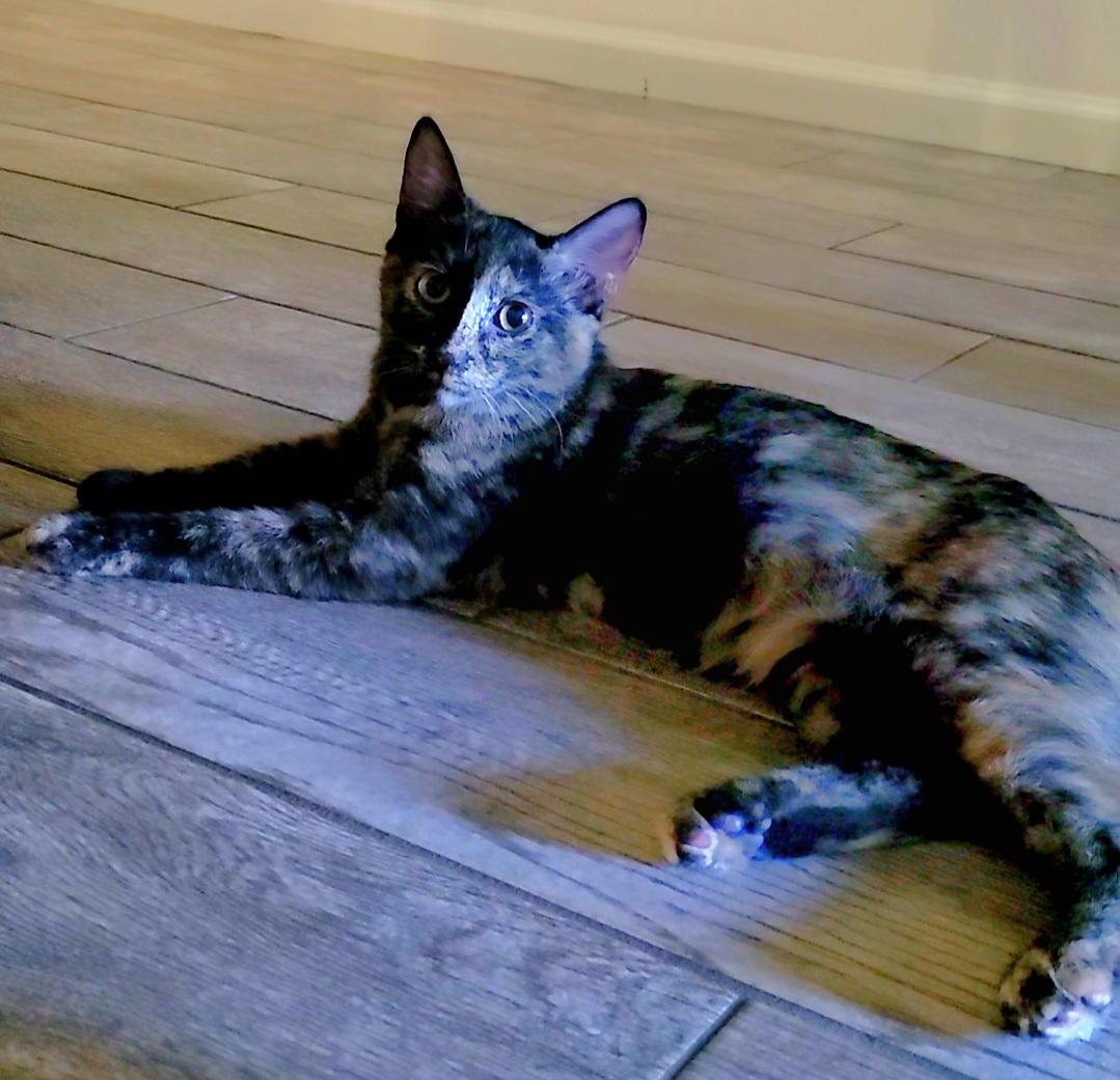 Enlarge Nebula, a Adoptable Tortoiseshell in Scottsdale, AZ image 3/4