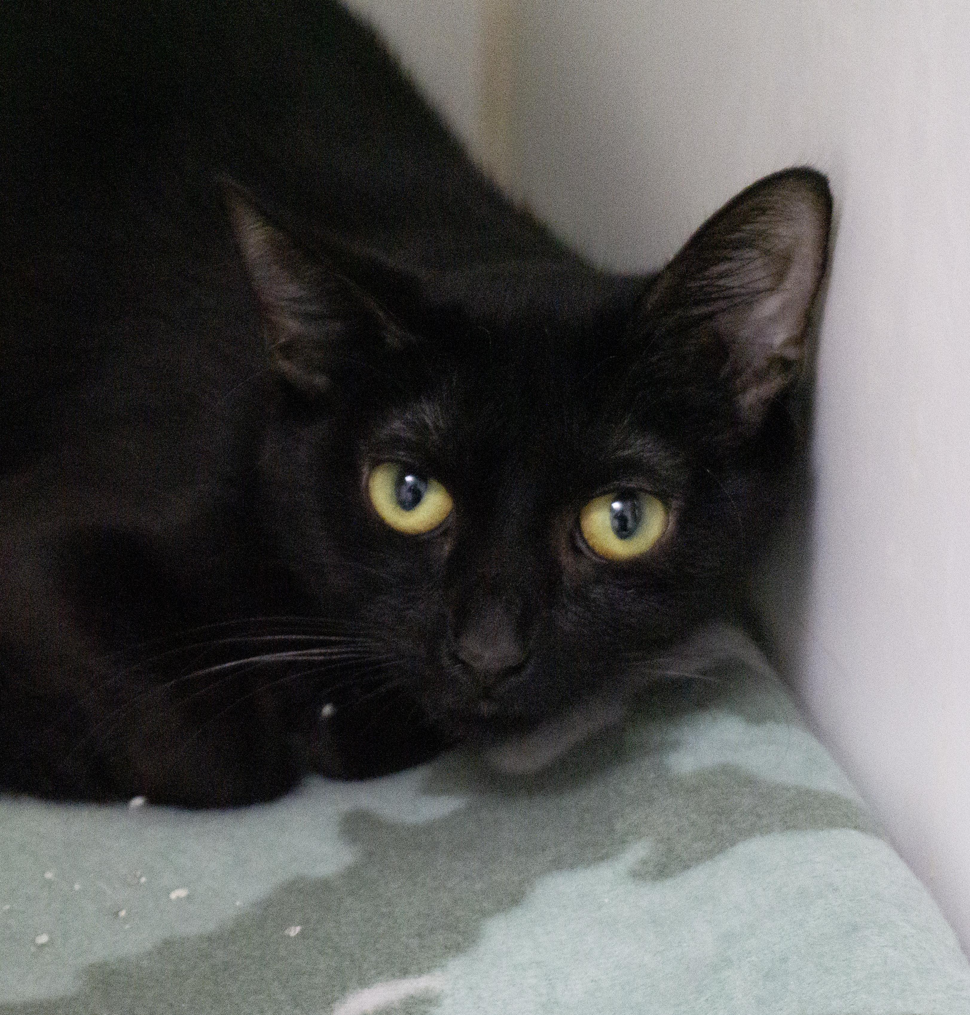Rally, ADOPTABLE, Adult Female Domestic Short Hair.