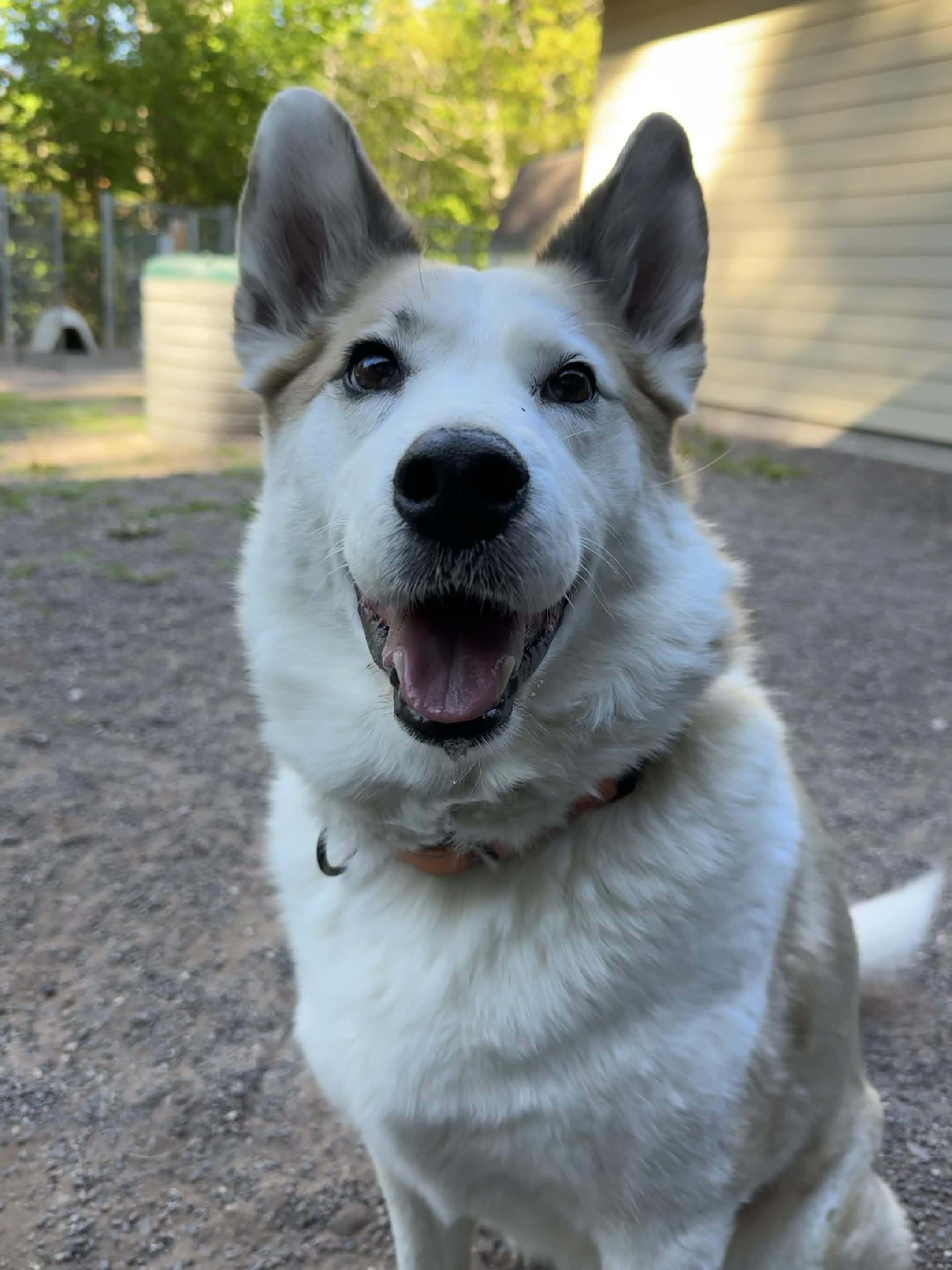 Ira, a ADOPTABLE mixed breed in Houghton, MI image 3/3