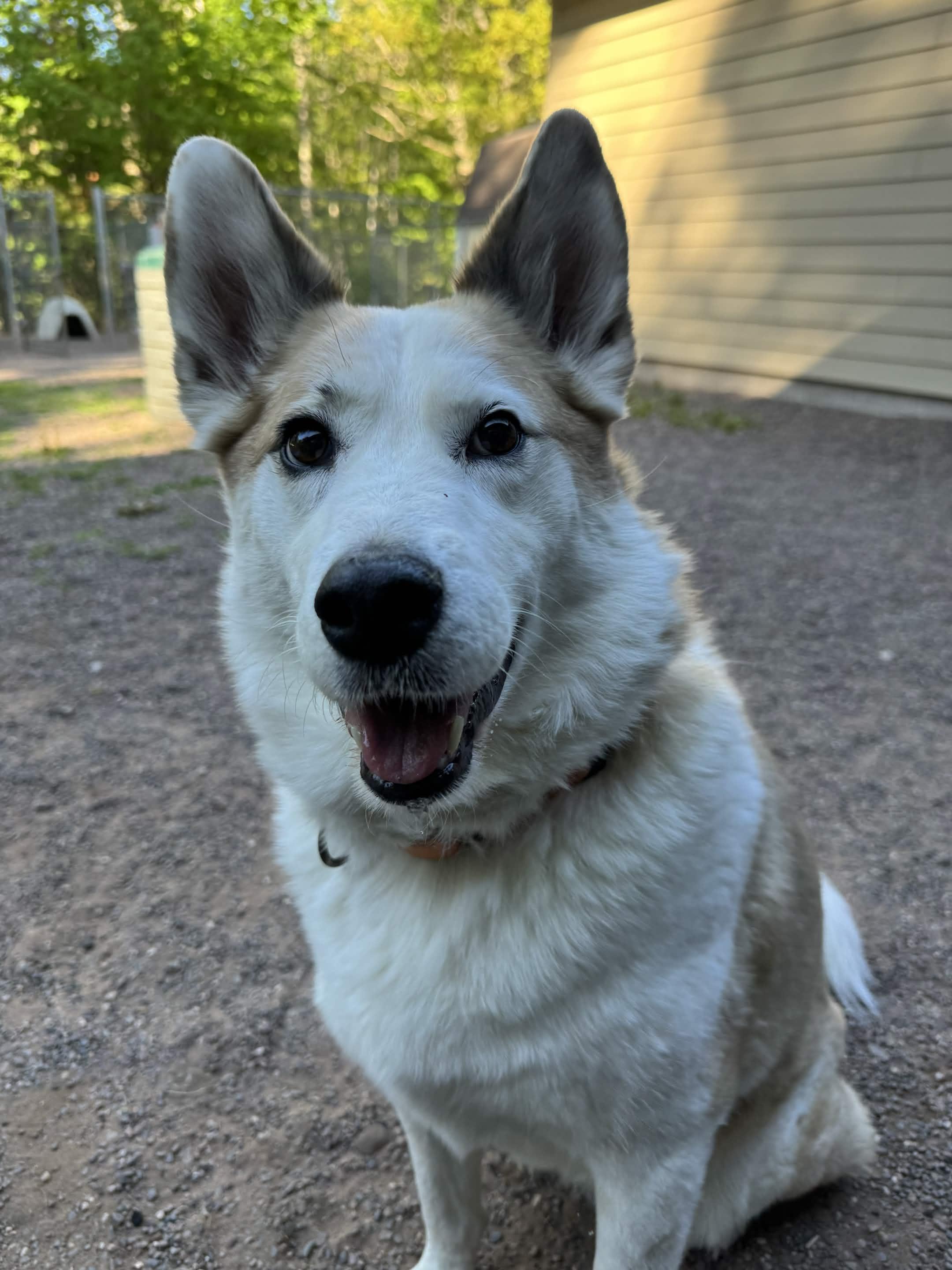Ira, ADOPTABLE, Senior Female Siberian Husky & Shepherd.