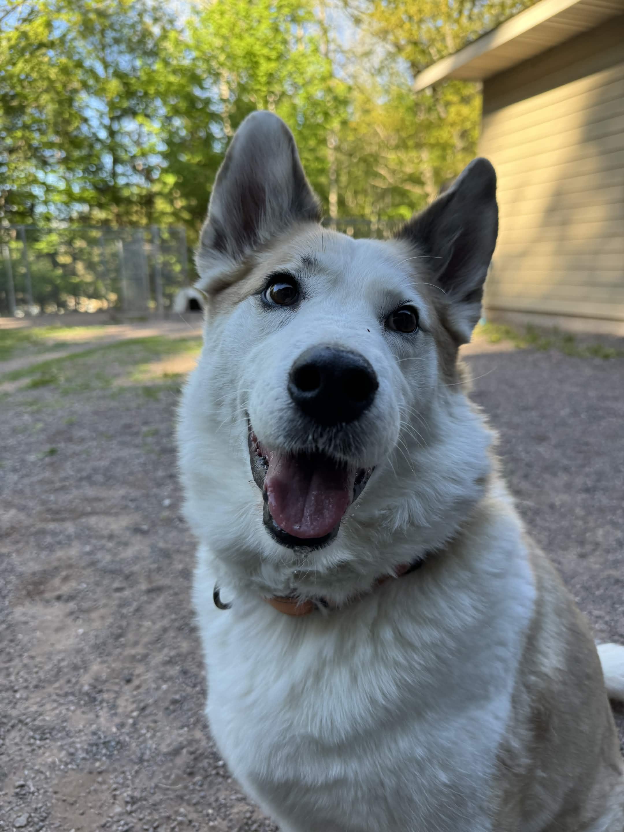 Ira, a ADOPTABLE mixed breed in Houghton, MI image 2/3