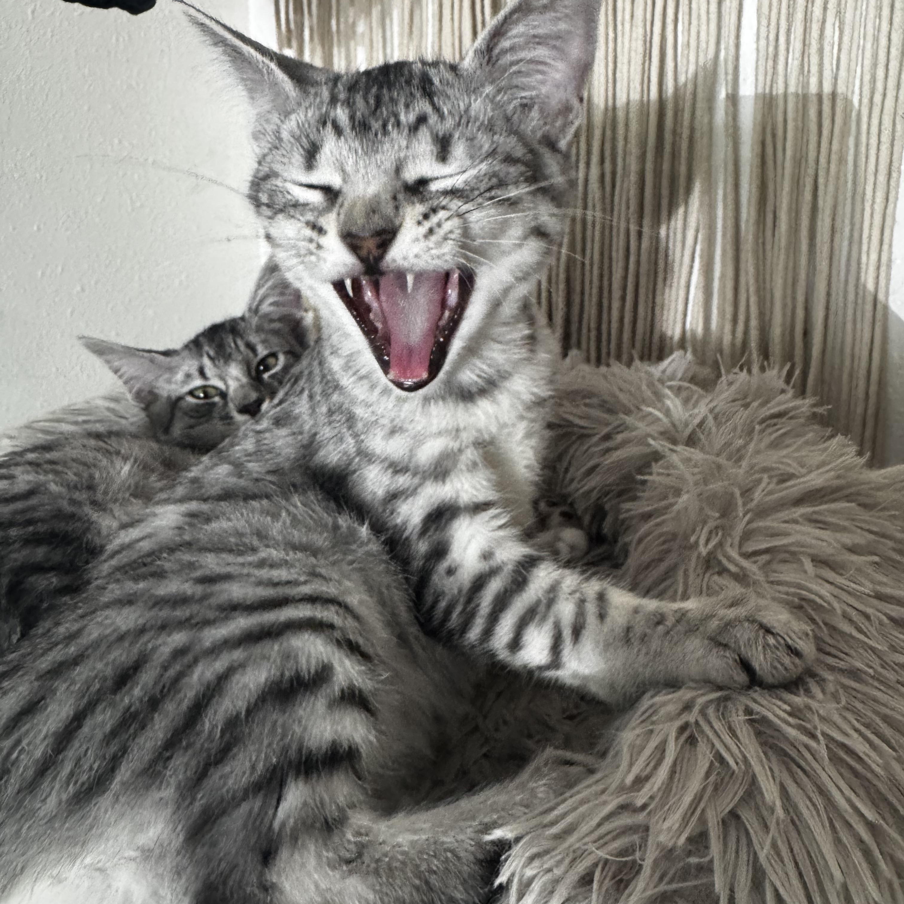 Leah, ADOPTABLE, Young Female Domestic Short Hair & Silver.