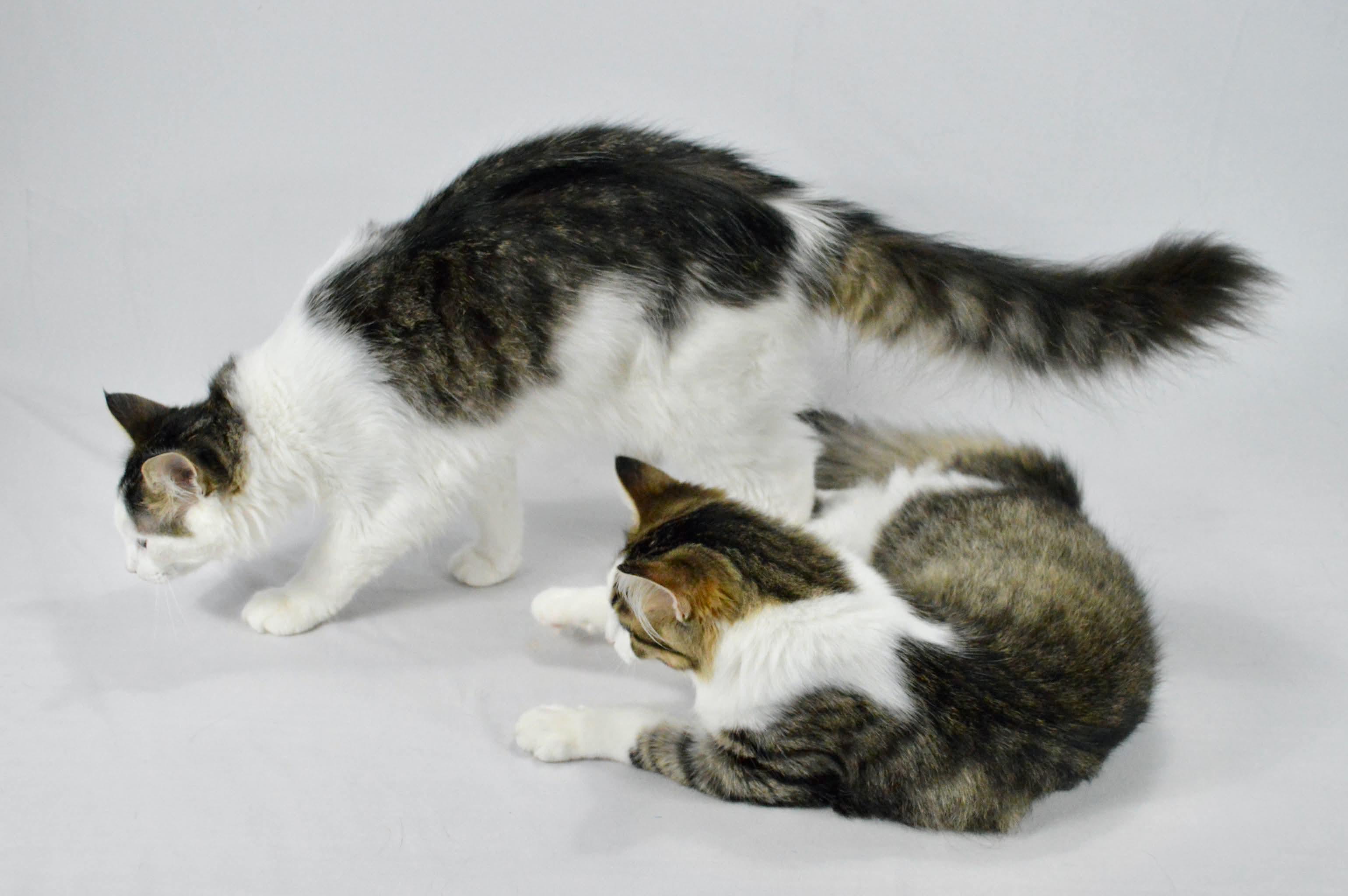 Enlarge Marlow, a Adoptable mixed breed in Steinbach, MB image 2/6