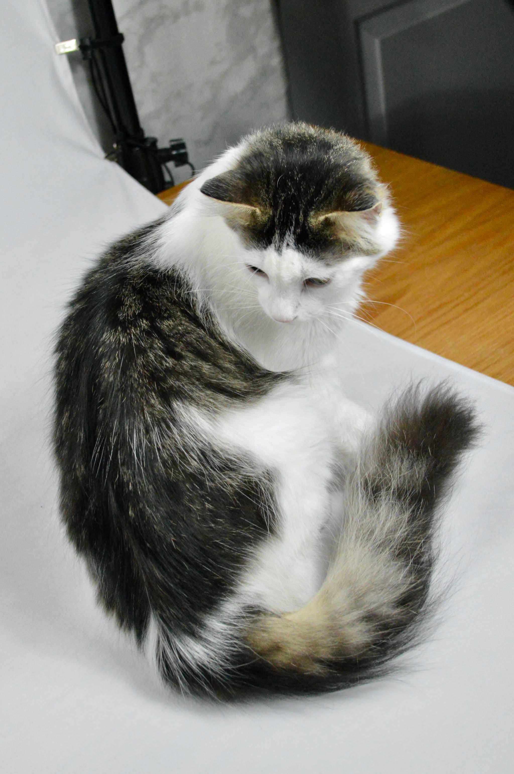 Enlarge Marlow, a Adoptable mixed breed in Steinbach, MB image 3/6