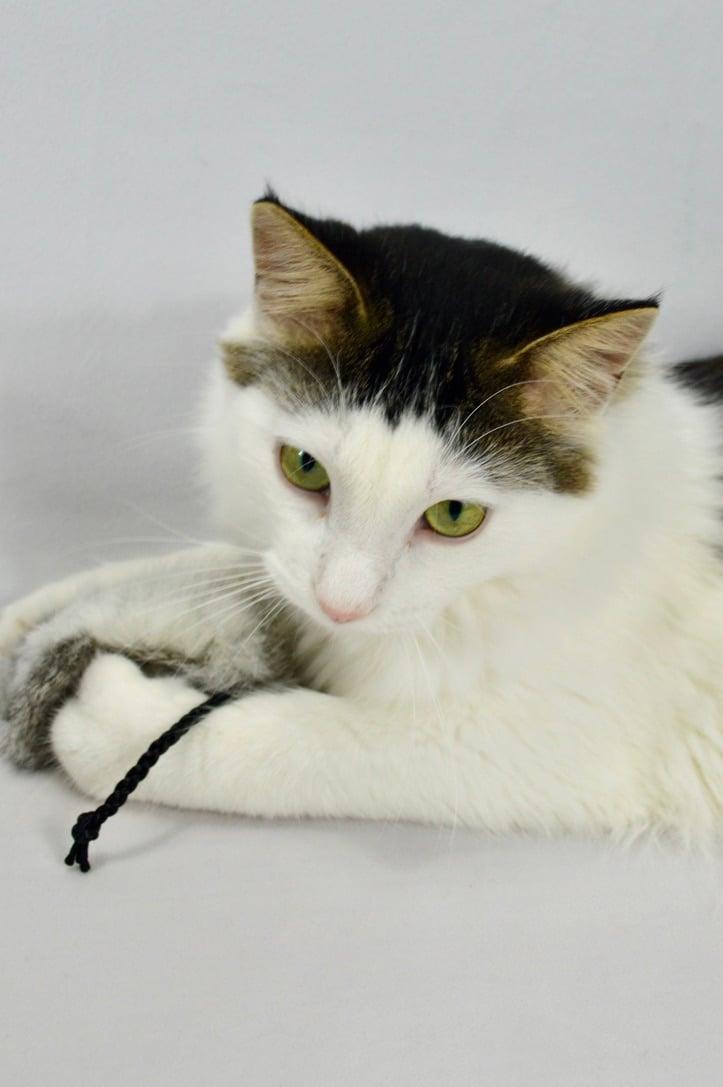 Enlarge Marlow, a Adoptable mixed breed in Steinbach, MB image 2/6