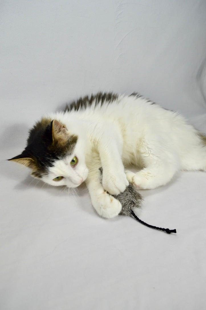 Enlarge Marlow, a Adoptable mixed breed in Steinbach, MB image 3/6
