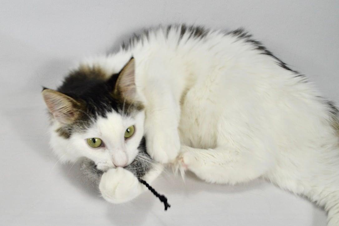 Enlarge Marlow, a Adoptable mixed breed in Steinbach, MB image 4/6