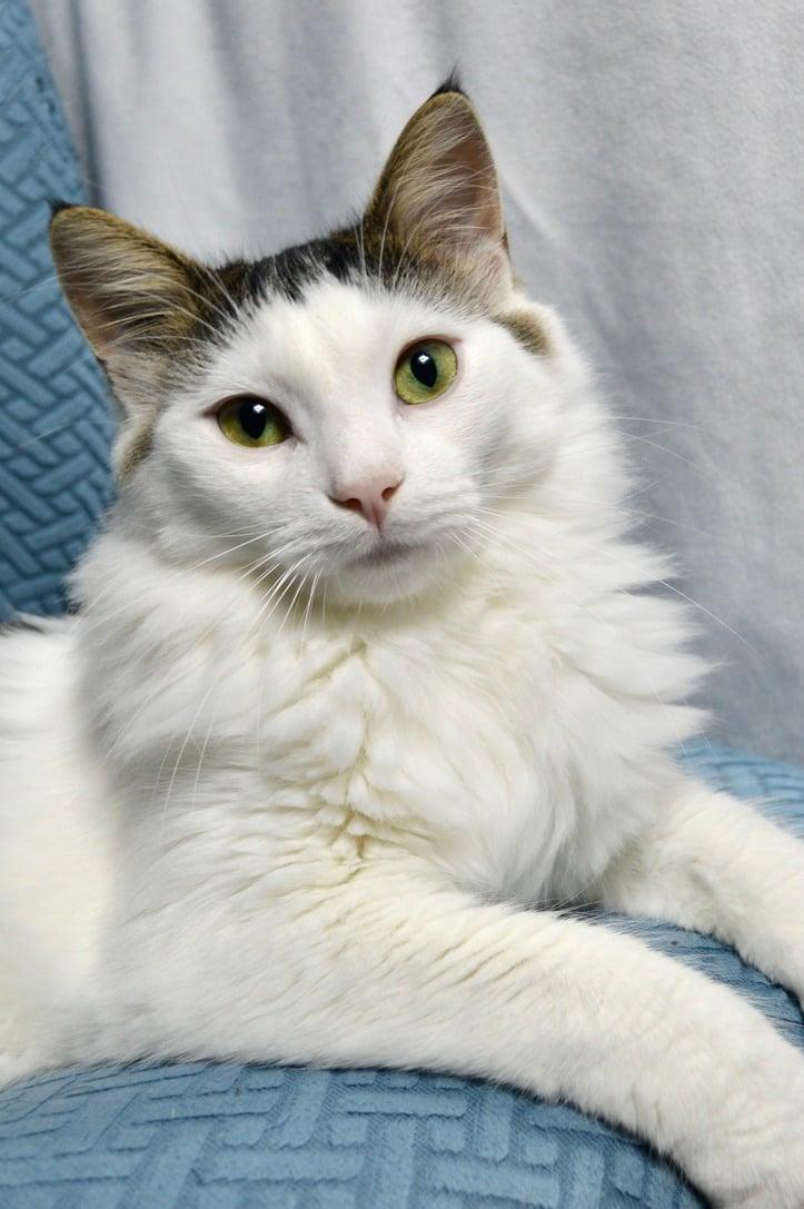 Enlarge Marlow, a Adoptable mixed breed in Steinbach, MB image 5/6