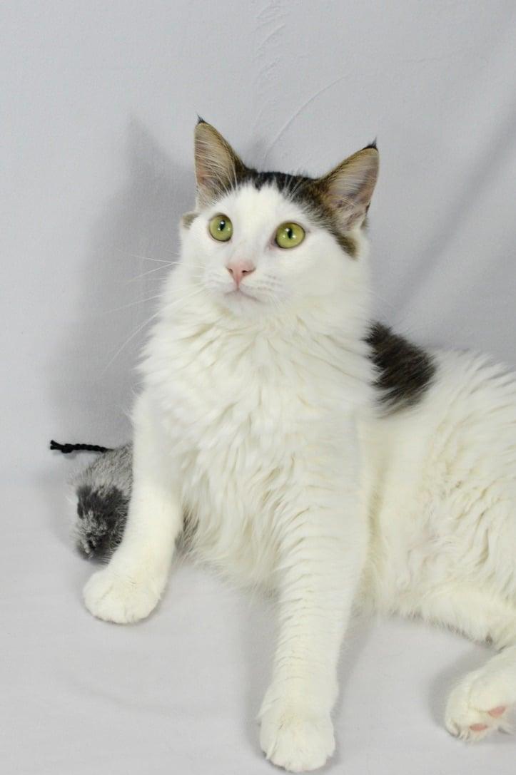 Enlarge Marlow, a Adoptable mixed breed in Steinbach, MB image 6/6