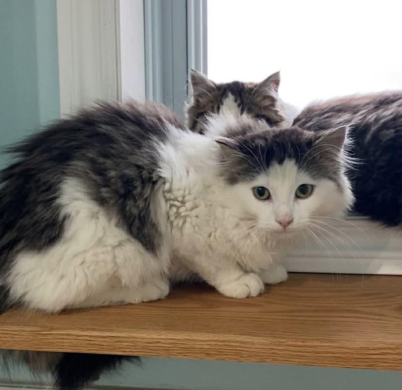 Enlarge Marlow, a Adoptable mixed breed in Steinbach, MB image 6/6