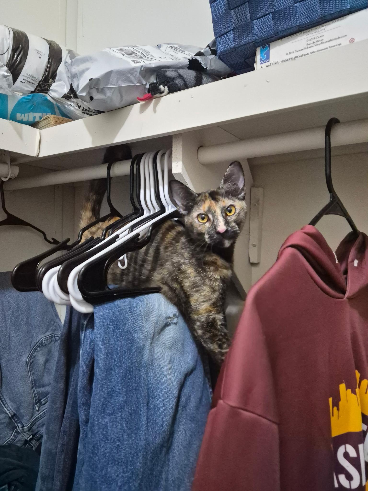 Katherine, ADOPTABLE, Adult Female Tortoiseshell.