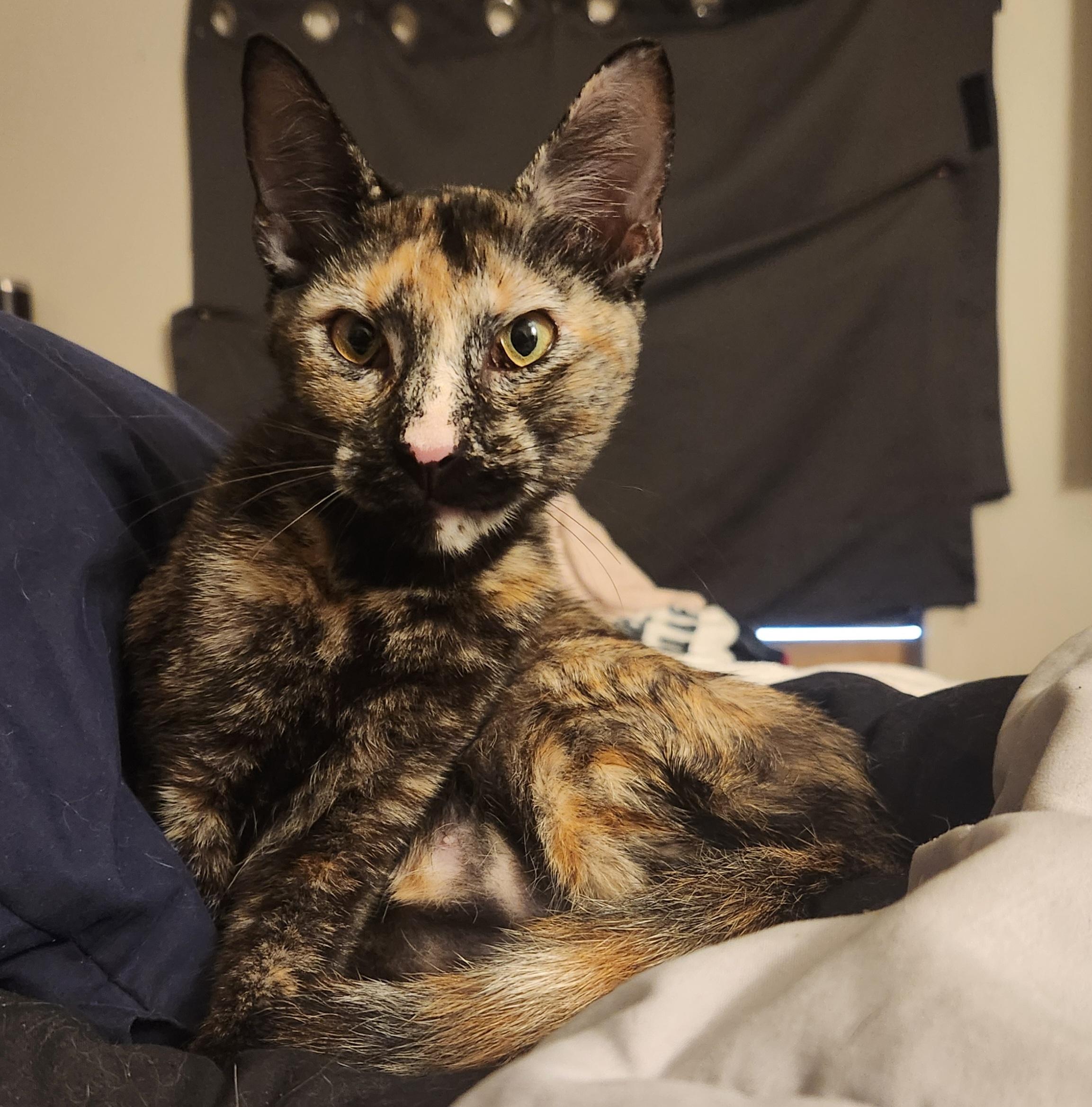 Katherine, a ADOPTABLE Tortoiseshell in Mount Pleasant, TX image 3/3