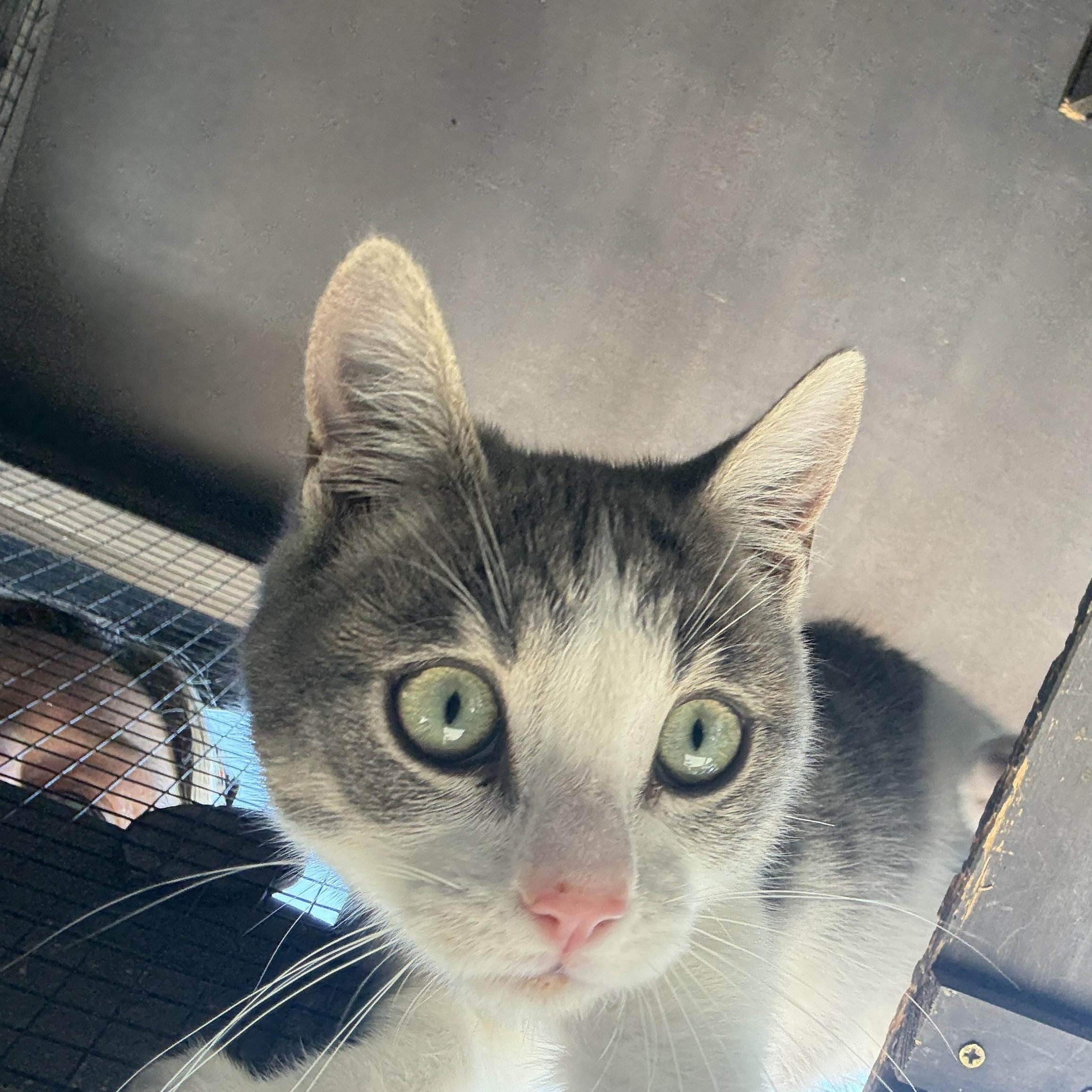 Bruce, adopted, Young Male Domestic Short Hair.