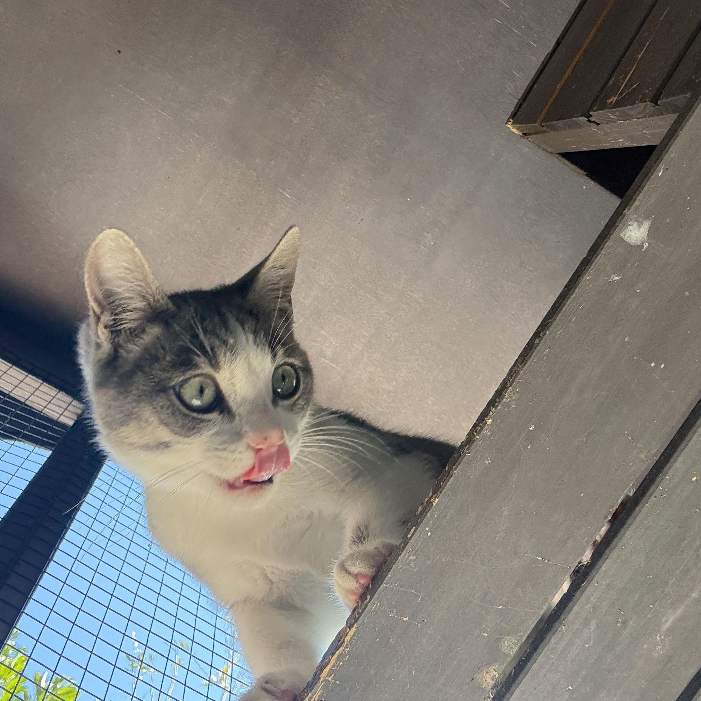 Enlarge Bruce, an adopted Domestic Short Hair in Oceanside, CA image 5/5