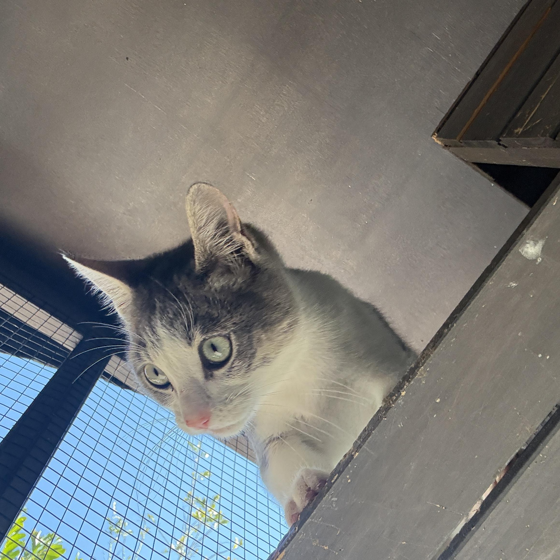 Enlarge Bruce, an adopted Domestic Short Hair in Oceanside, CA image 2/5