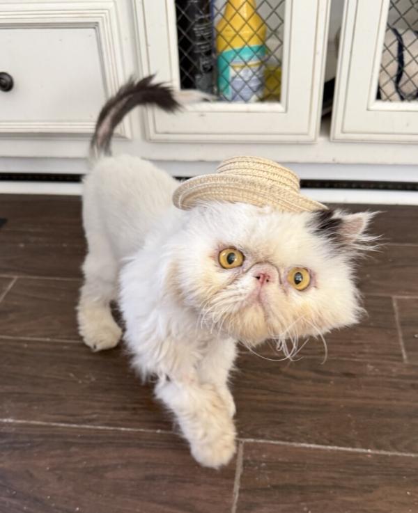 MOE, ADOPTABLE, Adult Male Persian.