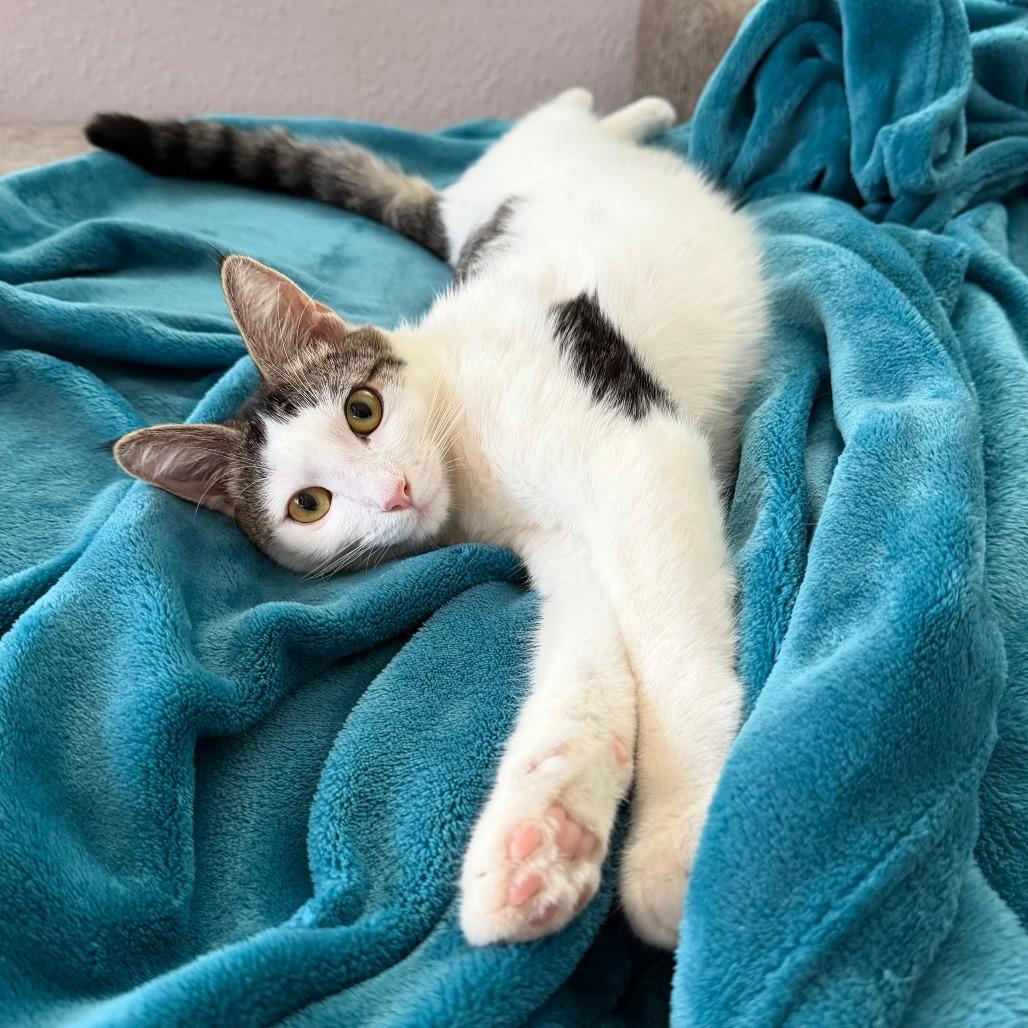 Dave, a Adoptable Domestic Short Hair in Wahiawa, HI image 1/2