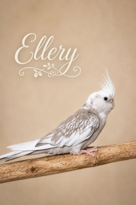 Ellery & Lois photo